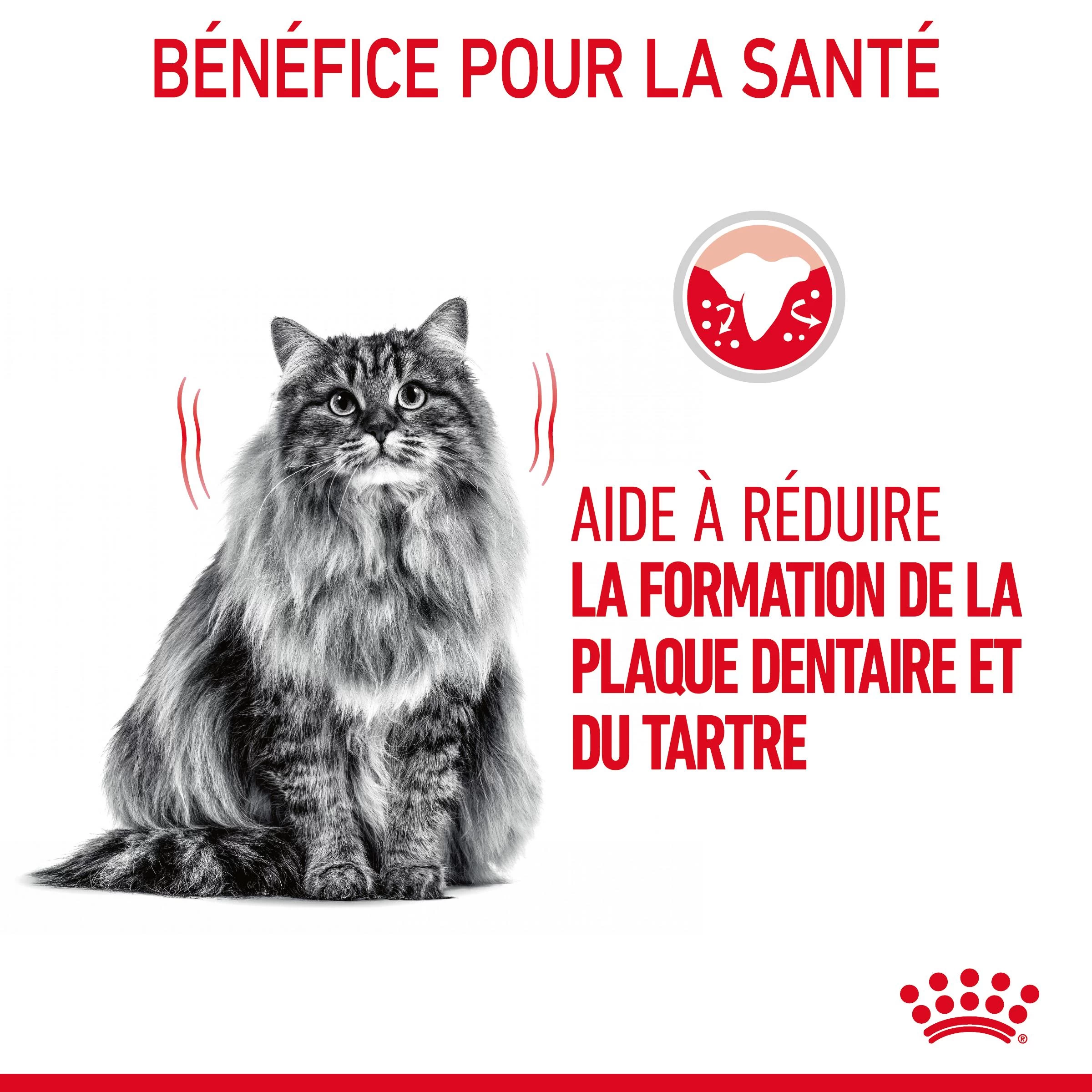 Royal Canin Dental Care Pour Chat 3,5kg 8 Royal Canin Dental Care Pour Chat 3,5kg – Image 6