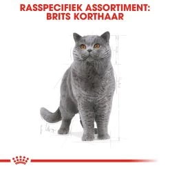 Royal Canin British Shorthair Pour Chat 4kg 12 Royal Canin British Shorthair Pour Chat 4kg -Alimen Tation Chats rc fbn britishsh cv eretailkit 1 nl nl 1
