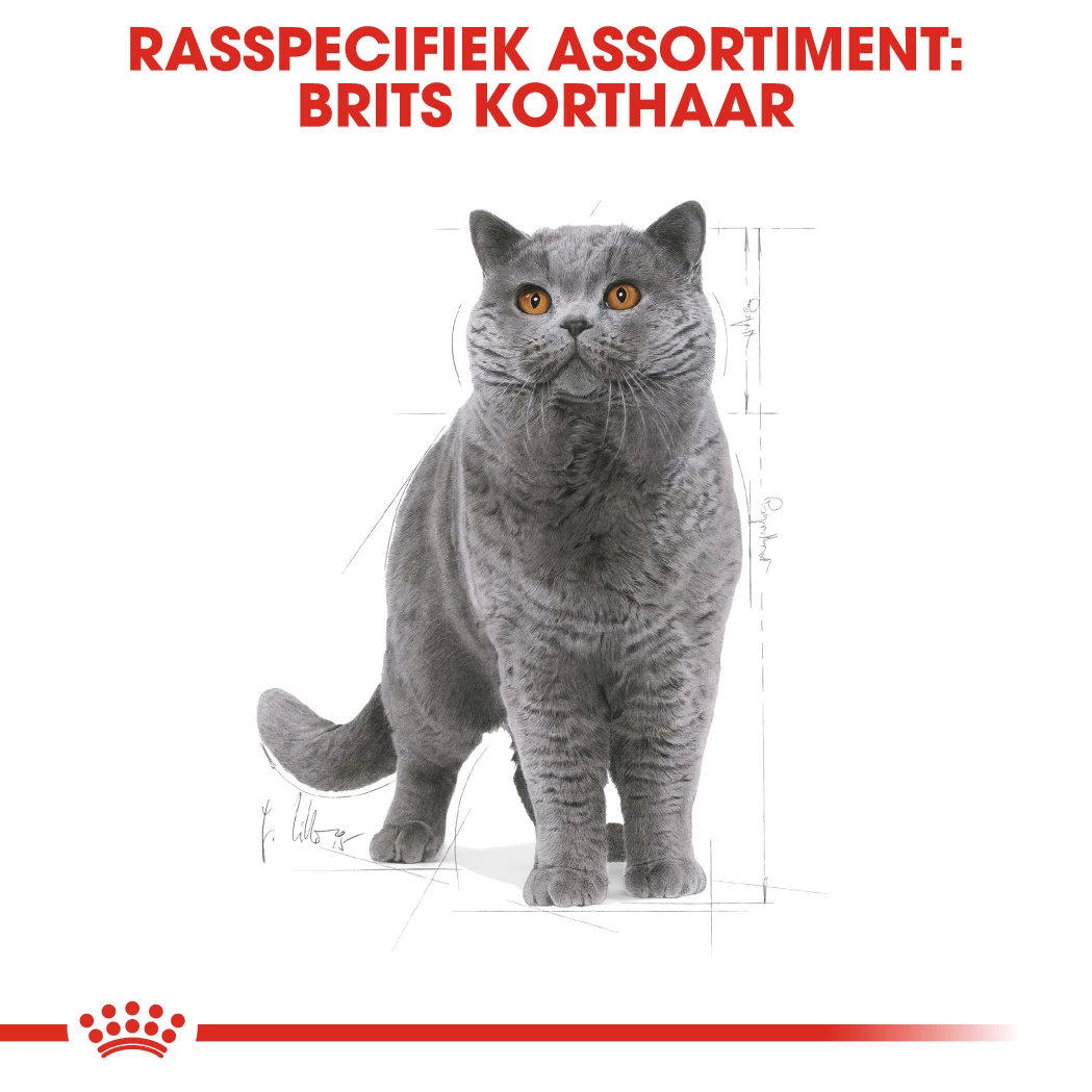 Royal Canin British Shorthair Pour Chat 4kg 6 Royal Canin British Shorthair Pour Chat 4kg – Image 4