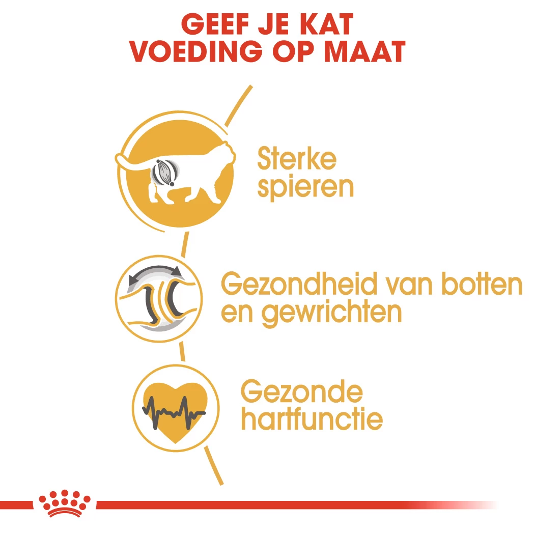 Royal Canin British Shorthair Pour Chat 4kg 8 Royal Canin British Shorthair Pour Chat 4kg – Image 6