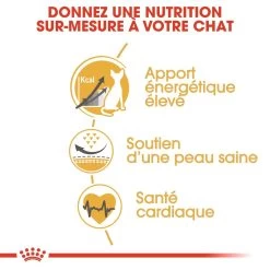 Royal Canin Sphynx Adult Pour Chat 10kg -Alimen Tation Chats royal canin sphynx adult sphynx 2