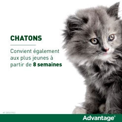 Advantage 80 Chat Et Lapin De Plus De 4 Kg -Alimen Tation Chats vignette chaton